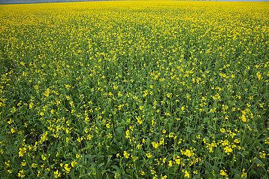 《收获日3》开发商表示匹配错误现已得到修复